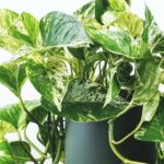 marble queen pothos white background