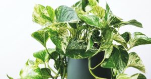 marble queen pothos white background
