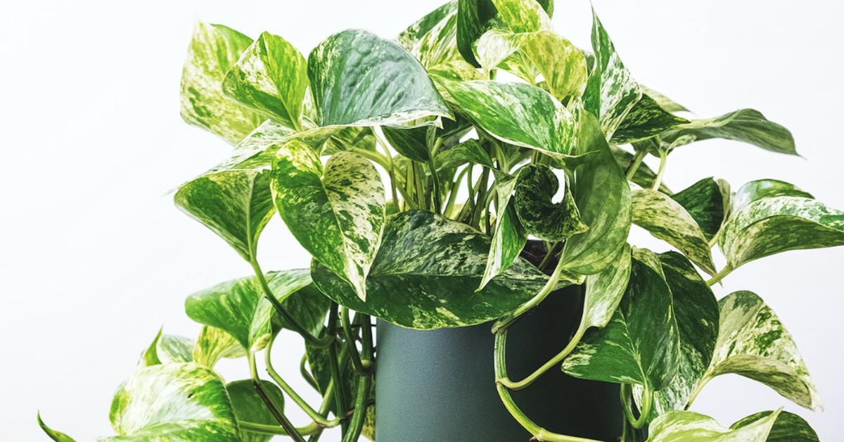marble queen pothos white background