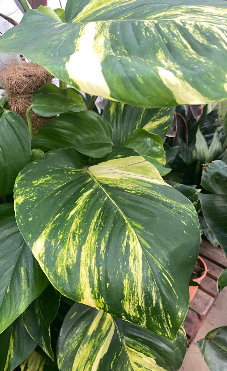 Pothos Wet Stick Propagation: Does It Actually Work?