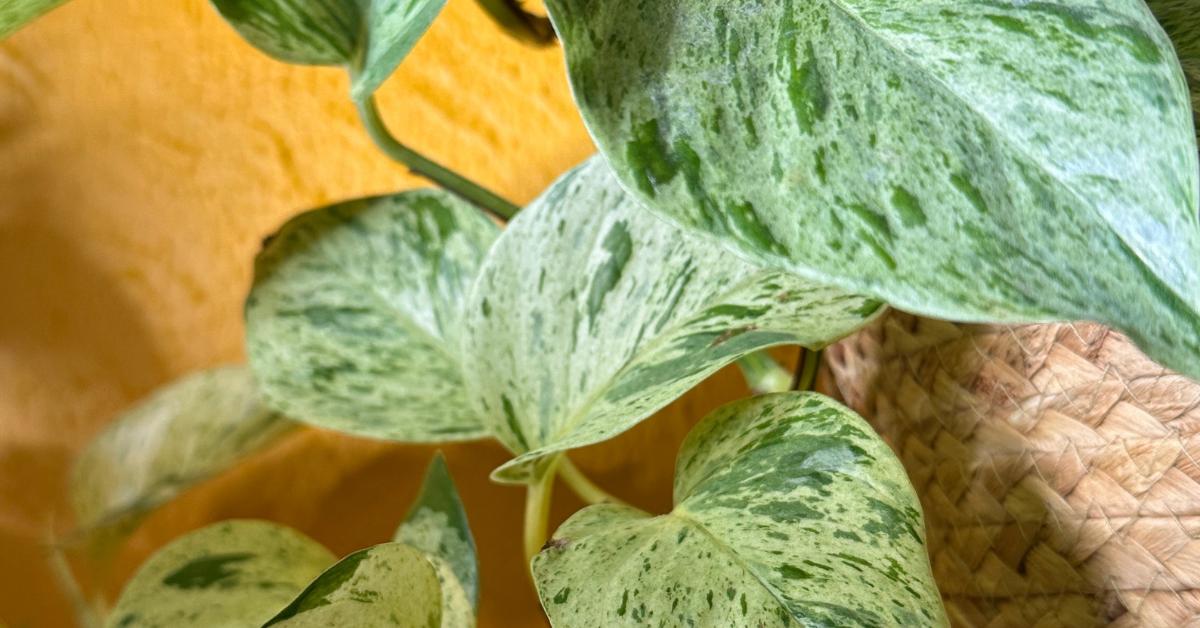 How To Propagate Variegated Pothos Without Losing The Variegation