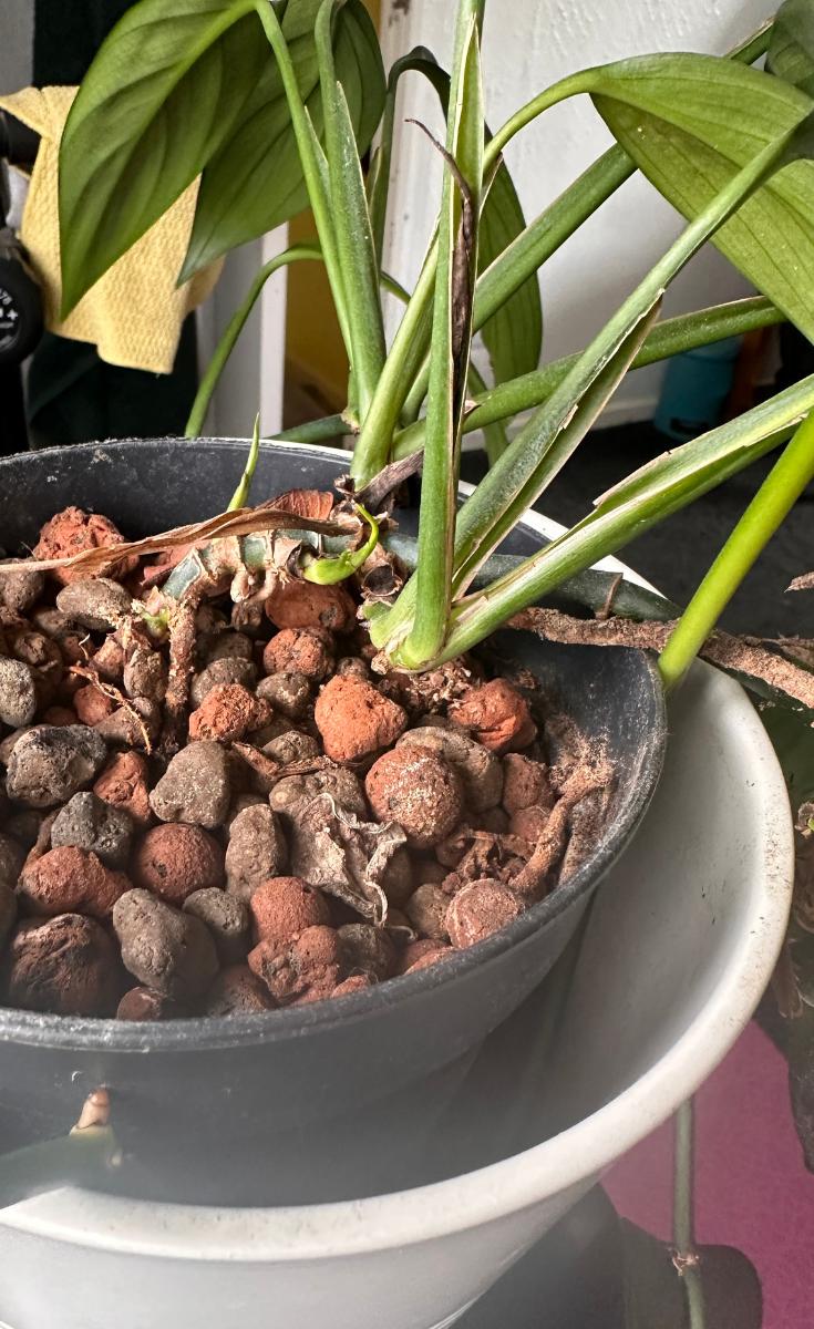 How To Propagate Pothos In Soil