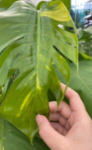 pothos leaf with split and variegation and hand holding it