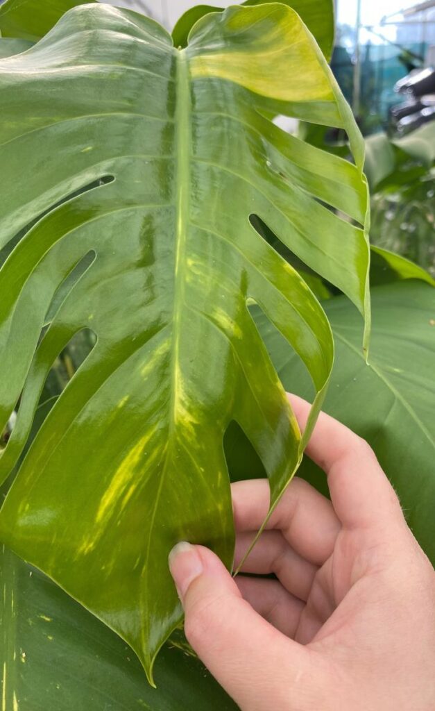 pothos leaf with split and variegation and hand holding it