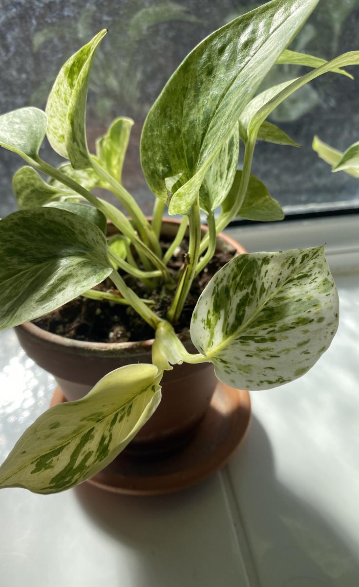 How Long Does Pothos Propagation Take?