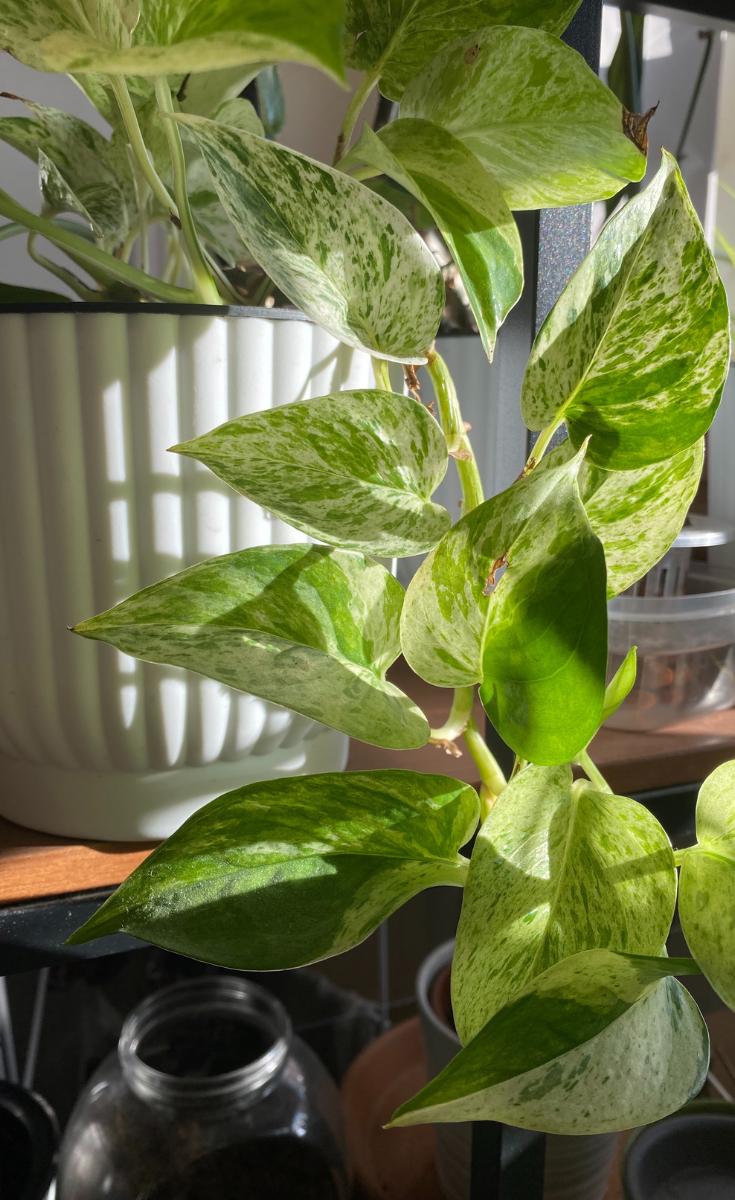 Air Layering Pothos: A Step By Step Guide
