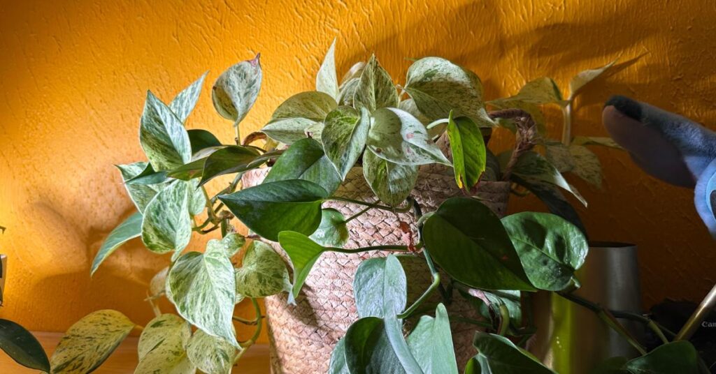 marble queen pothos with green vine