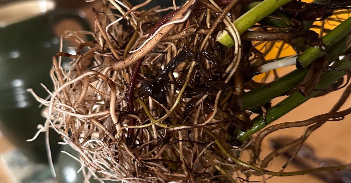 Why Are My Pothos Cuttings Not Rooting?