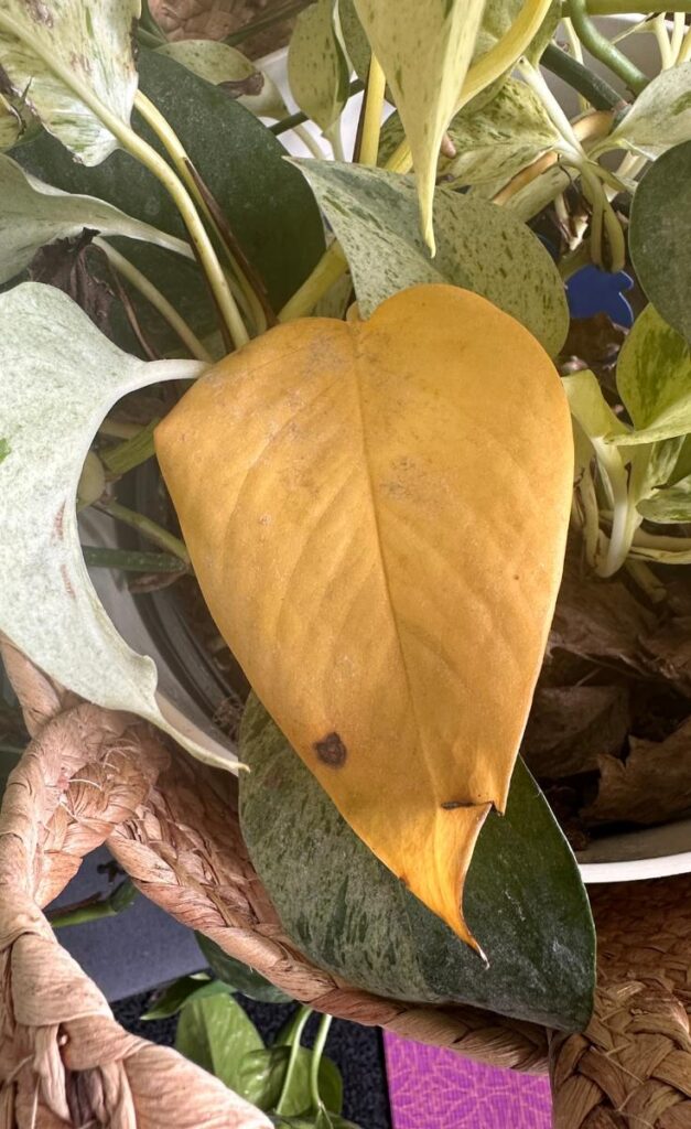yellow leaf on pothos